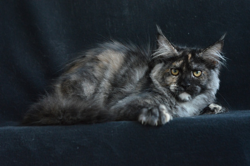 Coffee Akbars - Kitten maine-coon 4 months