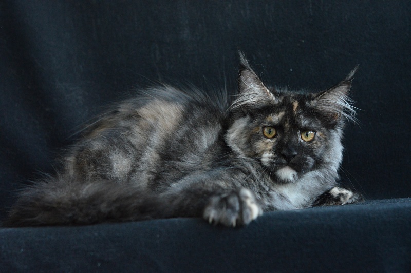 Coffee Akbars - Kitten maine-coon 4 months