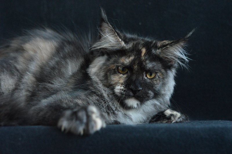 Coffee Akbars - Kitten maine-coon 4 months