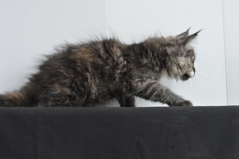 Coffee Akbars - Kitten maine-coon 2 months 0.5 weeks