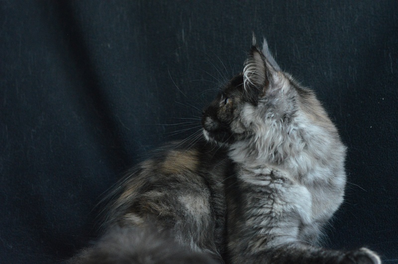 Coffee Akbars - Kitten maine-coon 4 months