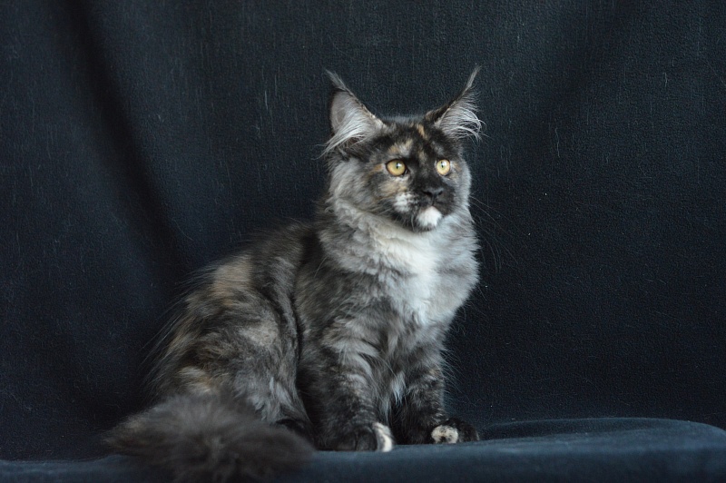 Coffee Akbars - Kitten maine-coon 4 months