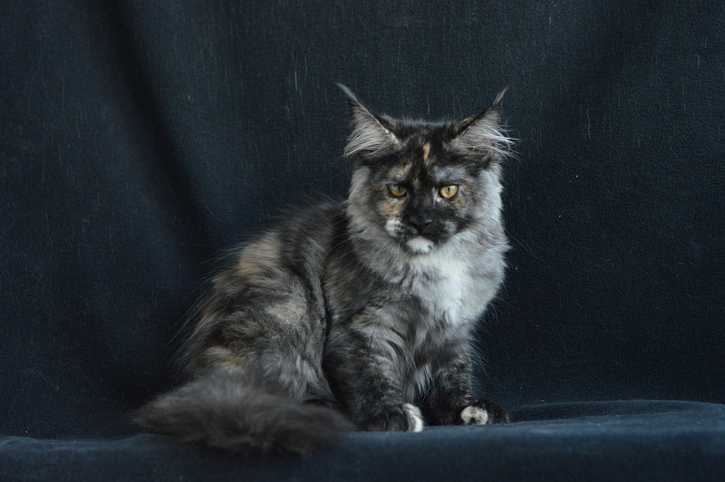 Coffee Akbars - Kitten maine-coon 4 months