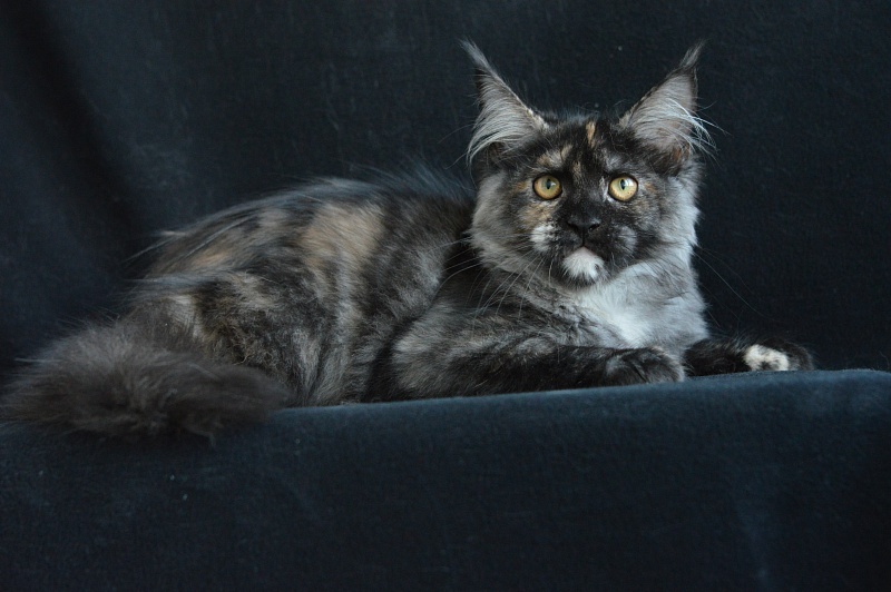 Coffee Akbars - Kitten maine-coon 4 months