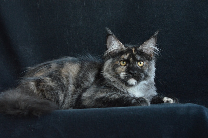 Coffee Akbars - Kitten maine-coon 4 months