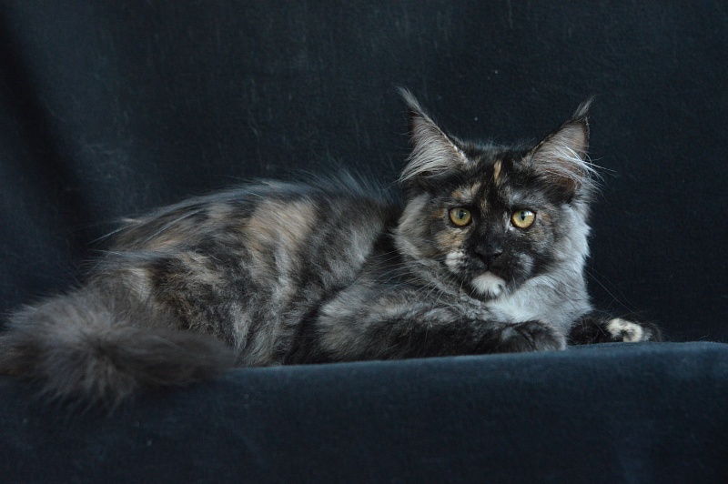 Coffee Akbars - Kitten maine-coon 4 months