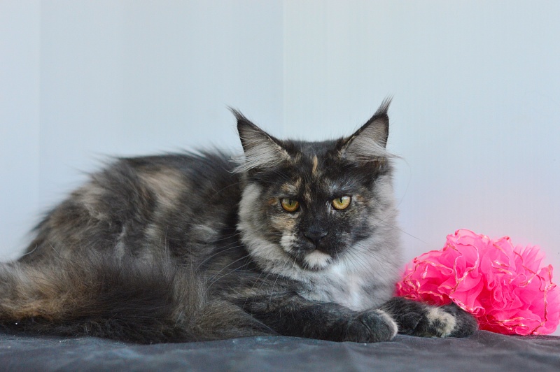 Coffee Akbars - Kitten maine-coon 4 months 1.5 week