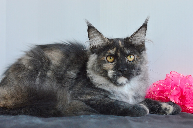 Coffee Akbars - Kitten maine-coon 4 months 1.5 week