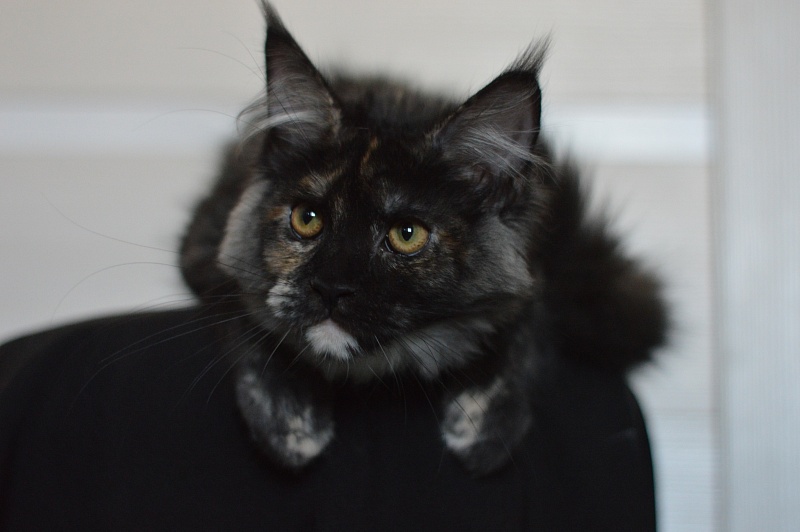 Coffee Akbars - Kitten maine-coon 4 months 1.5 week