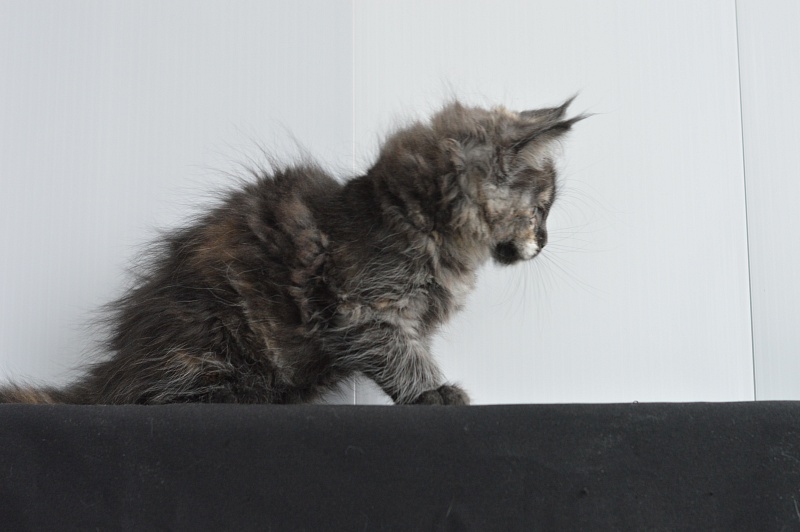 Coffee Akbars - Kitten maine-coon 2 months 0.5 weeks
