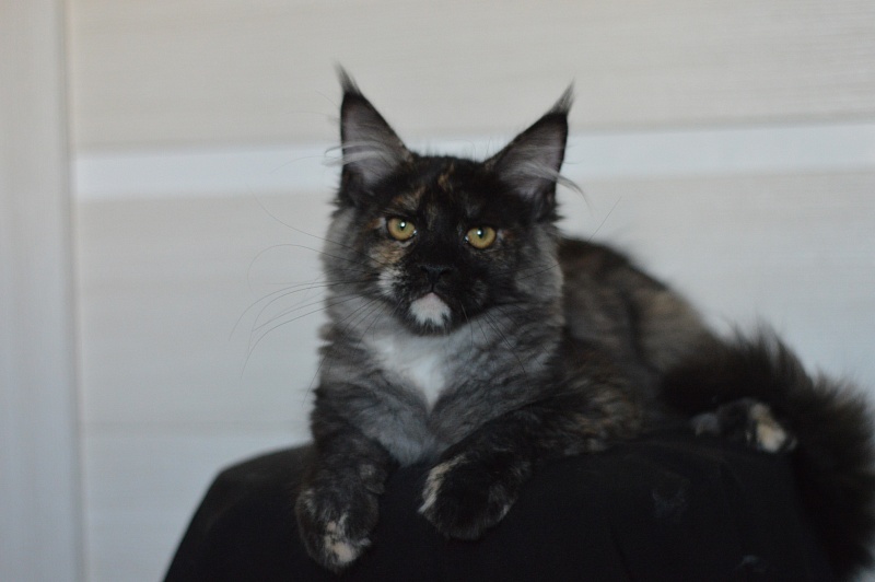 Coffee Akbars - Kitten maine-coon 4 months 1.5 week