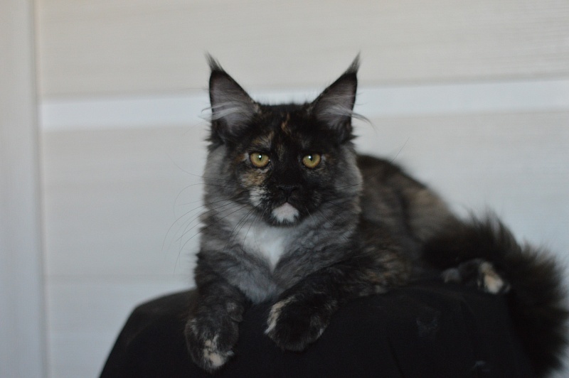 Coffee Akbars - Kitten maine-coon 4 months 1.5 week