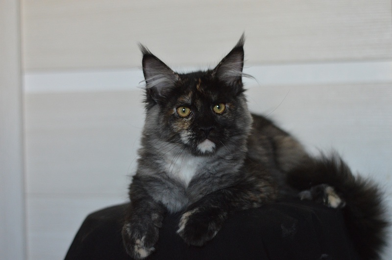 Coffee Akbars - Kitten maine-coon 4 months 1.5 week