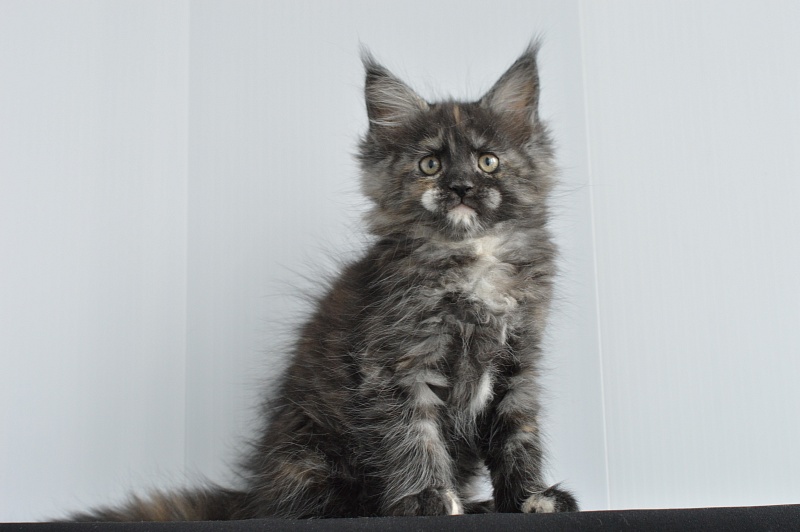 Coffee Akbars - Kitten maine-coon 2 months 0.5 weeks