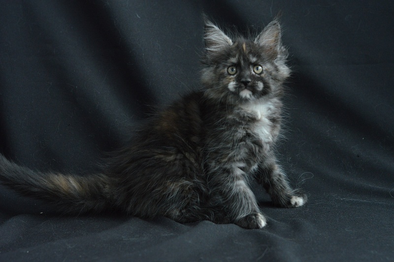 Coffee Akbars - Kitten maine-coon 2 months 0.5 weeks