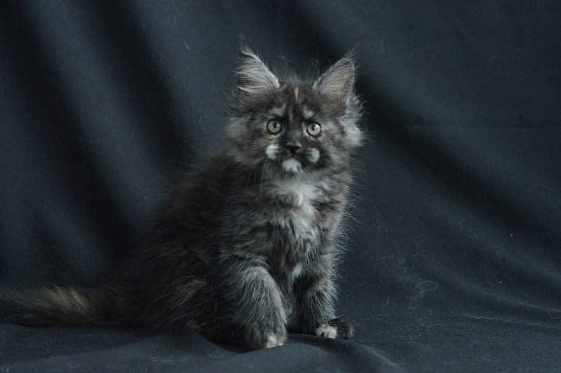 Coffee Akbars - Kitten maine-coon 2 months 0.5 weeks