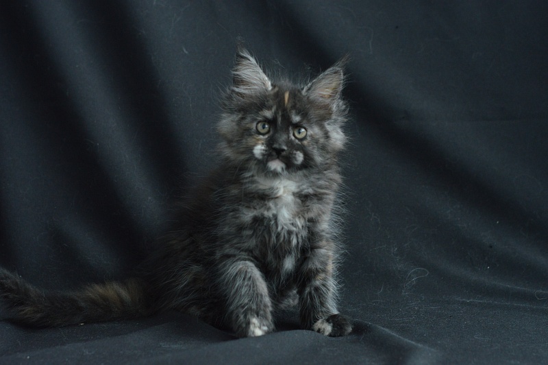 Coffee Akbars - Kitten maine-coon 2 months 0.5 weeks