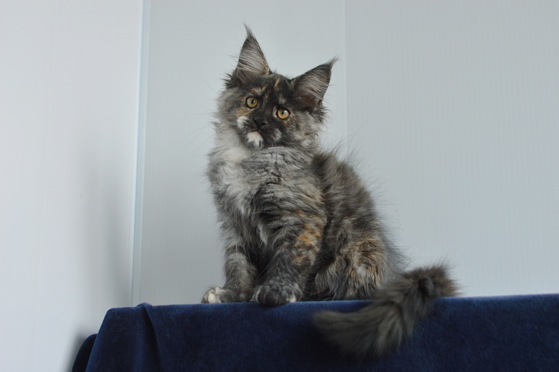 Coffee Akbars - Kitten maine-coon 2 months 4 weeks