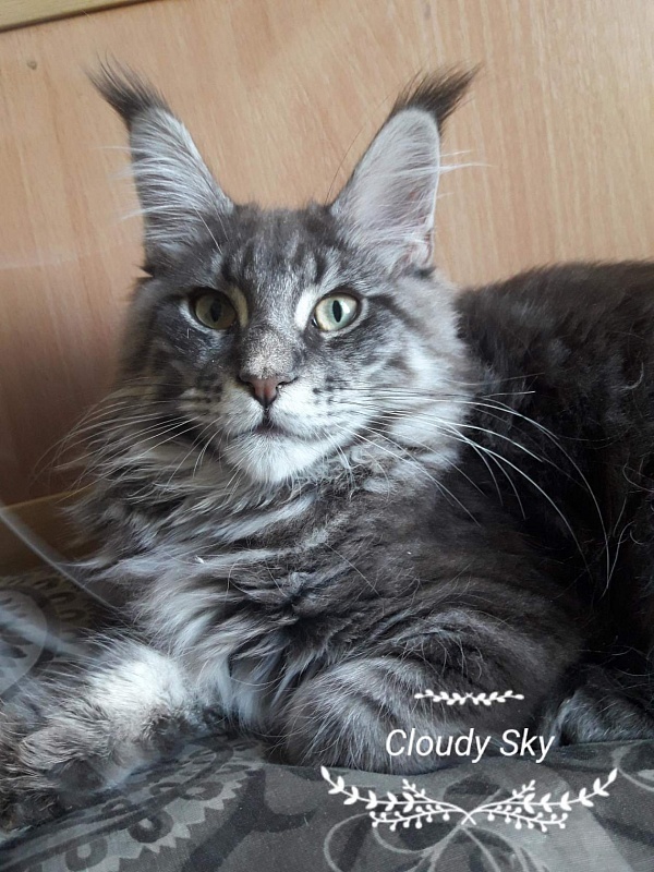 Cloudy Sky Silver Aqualion - maine-coon