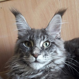 Cloudy Sky Silver Aqualion