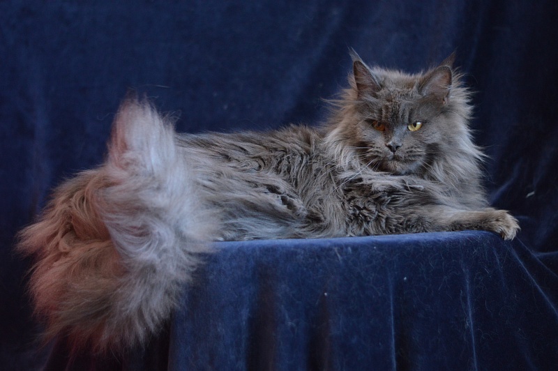 Xenia Silver Aqualion - Adult maine-coon 1 year 3 months 1 week