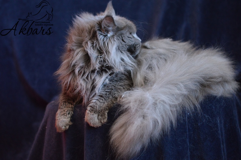 Xenia Silver Aqualion - Adult maine-coon 1 year 3 months 1 week