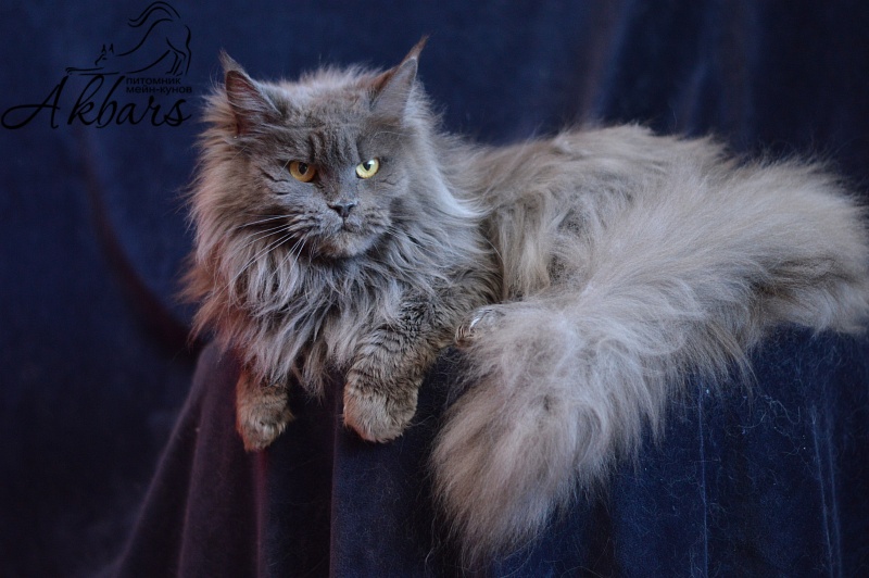 Xenia Silver Aqualion - Adult maine-coon 1 year 3 months 1 week