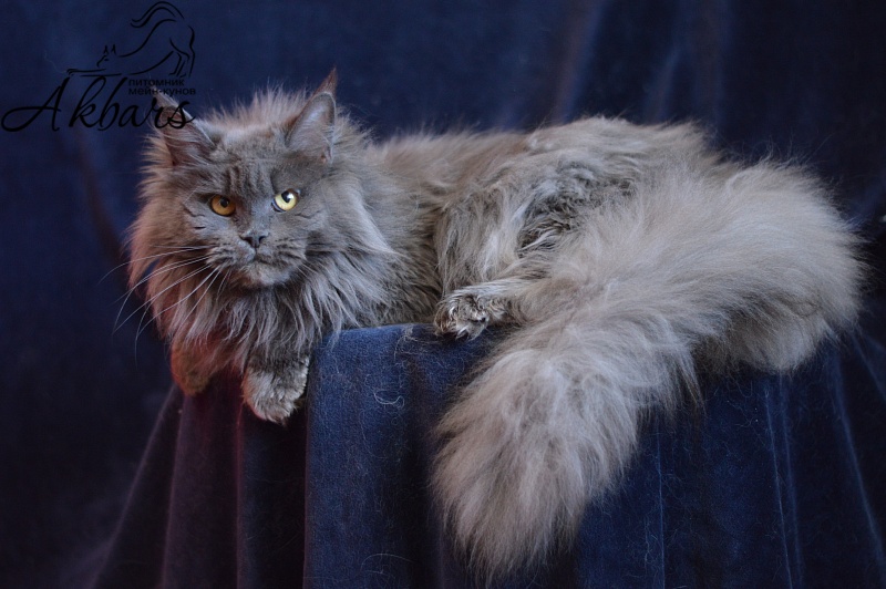 Xenia Silver Aqualion - Adult maine-coon 1 year 3 months 1 week