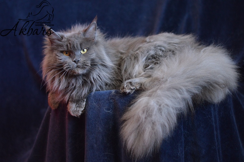 Xenia Silver Aqualion - Adult maine-coon 1 year 3 months 1 week