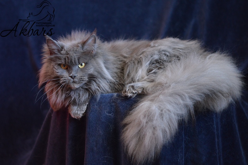 Xenia Silver Aqualion - Adult maine-coon 1 year 3 months 1 week