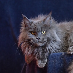 Xenia Silver Aqualion