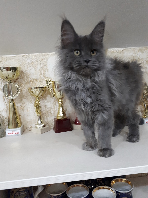 Xenia Silver Aqualion - Kitten maine-coon 2 months 2 weeks