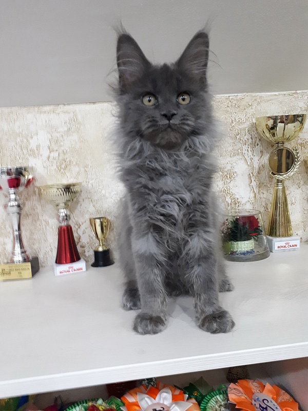 Xenia Silver Aqualion - Kitten maine-coon 2 months 2 weeks