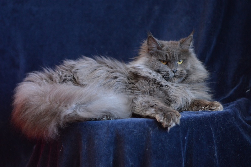 Xenia Silver Aqualion - Adult maine-coon 1 year 3 months 1 week