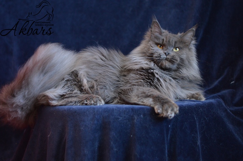 Xenia Silver Aqualion - Adult maine-coon 1 year 3 months 1 week