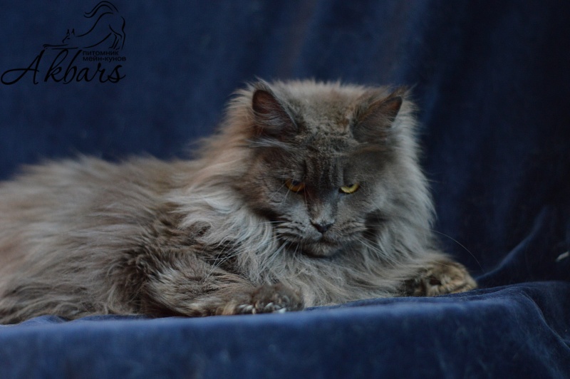 Xenia Silver Aqualion - Adult maine-coon 1 year 3 months 1 week