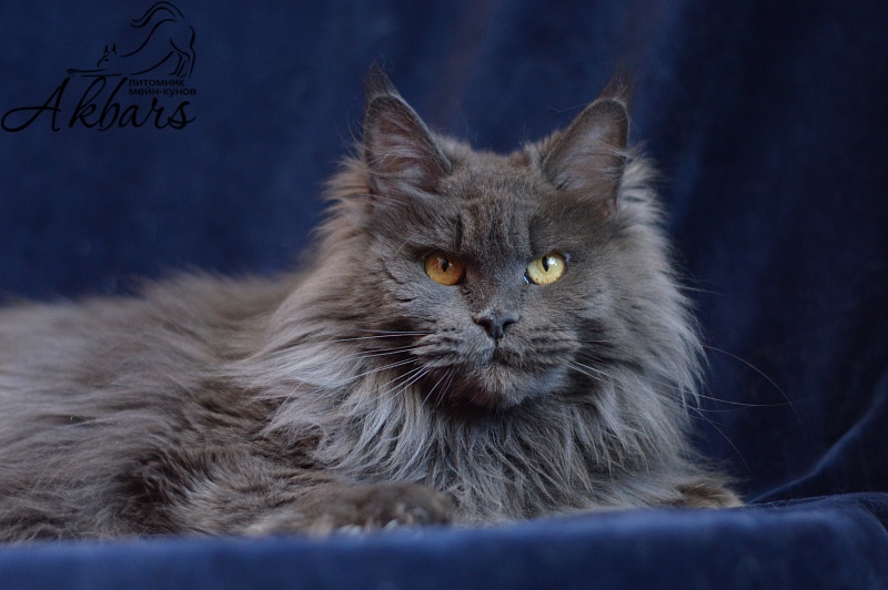Xenia Silver Aqualion - Adult maine-coon 1 year 3 months 1 week