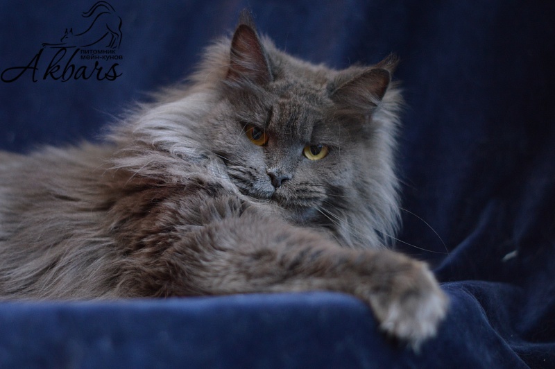 Xenia Silver Aqualion - Adult maine-coon 1 year 3 months 1 week