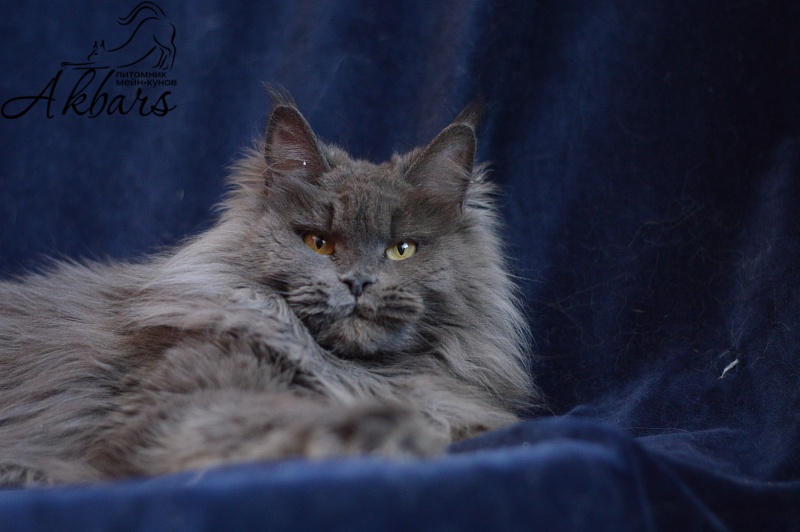 Xenia Silver Aqualion - Adult maine-coon 1 year 3 months 1 week