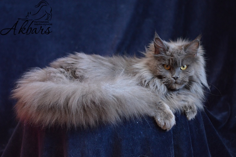 Xenia Silver Aqualion - Adult maine-coon 1 year 3 months 1 week