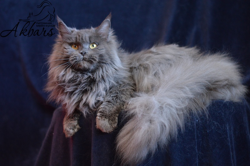Xenia Silver Aqualion - Adult maine-coon 1 year 3 months 1 week