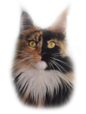 Soul Dream Silver Aqualion - мейн-кун