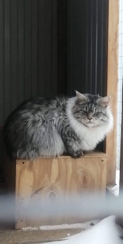 Yalta Lynx Prins - Взрослый мейн-кун 3 года 1 месяц 3 недели