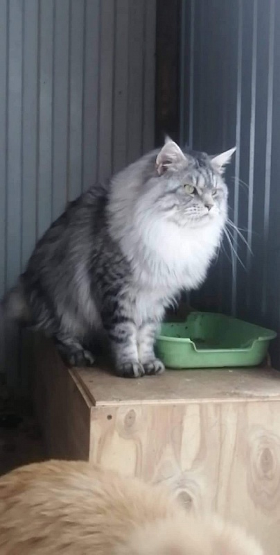 Yalta Lynx Prins - Взрослый мейн-кун 3 года 1 месяц 3 недели