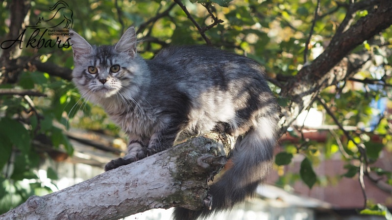 Viola OlginDom - Kitten maine-coon 3 months