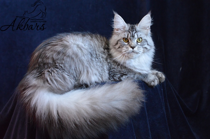 Viola OlginDom - Adult maine-coon 11 months