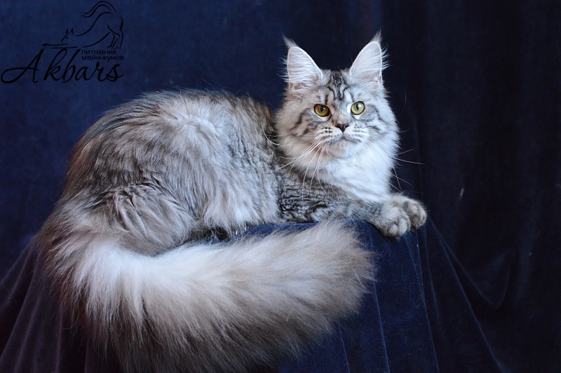 Viola OlginDom - Adult maine-coon 11 months