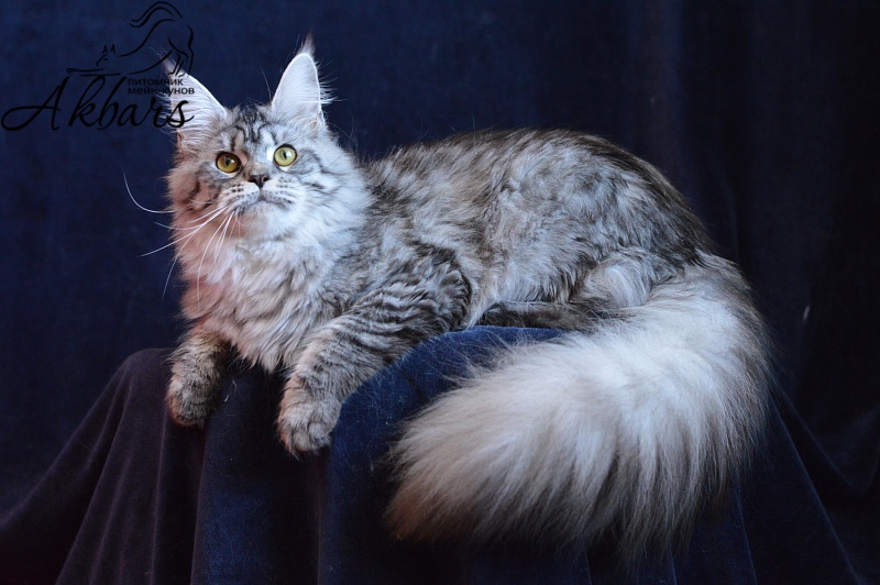 Viola OlginDom - Adult maine-coon 11 months