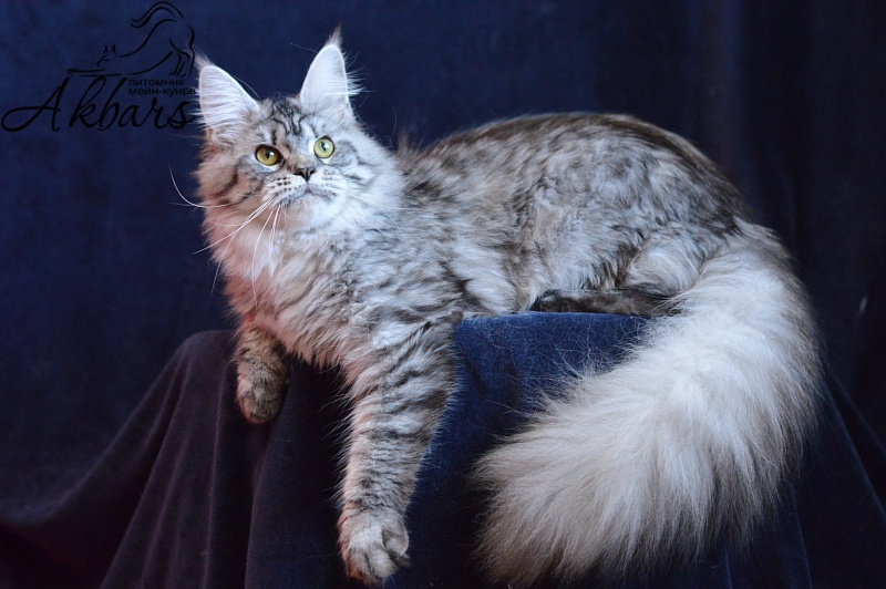 Viola OlginDom - Adult maine-coon 11 months