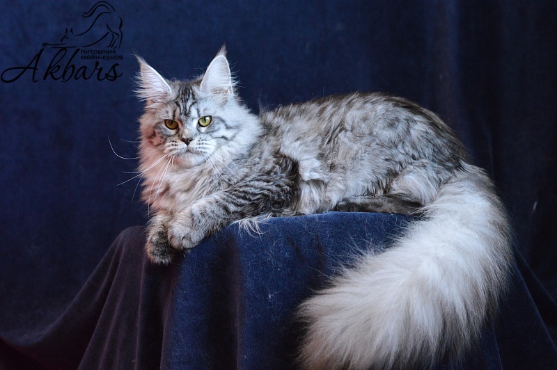 Viola OlginDom - Adult maine-coon 11 months